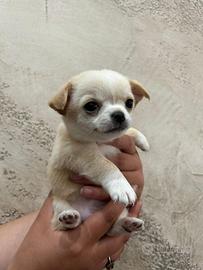Cuccioli chiuhuahua