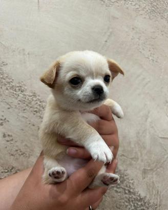 Cuccioli chiuhuahua