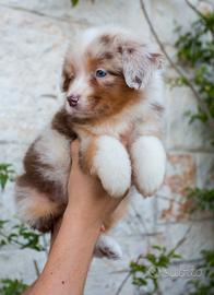 Australian Shepherd/ Pastore Australiano