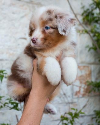 Australian Shepherd/ Pastore Australiano
