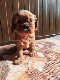 Cavalier king