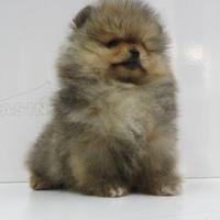 Spitz di pomerania nano con pedigree enci