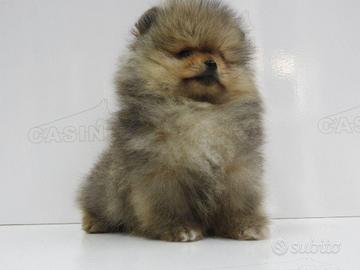 Spitz di pomerania nano con pedigree enci