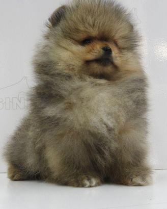 Spitz di pomerania nano con pedigree enci