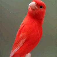 Canarini Rossintensi rosso mosaico bianco recessiv