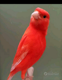Canarini Rossintensi rosso mosaico bianco recessiv