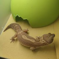 Geco leopardino