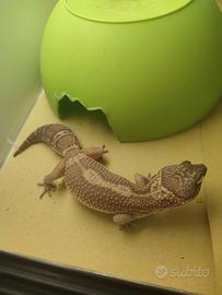 Geco leopardino