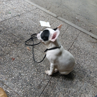 Bulldog francese MASCHIO