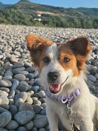 cagnolina femmina di 2 anni 