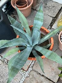 Agave blu in vaso di cotto