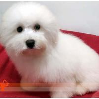 Cuccioli di BICHON A POIL FRISE