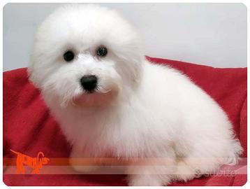 Cuccioli di BICHON A POIL FRISE