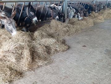 Letame asino concime naturale