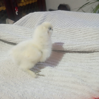 Disponibili zona tortona pulcini e pulcinotti