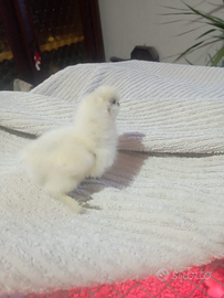 Disponibili zona tortona pulcini e pulcinotti