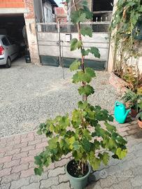 pianta uva fragola  bianca