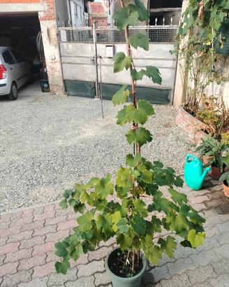 pianta uva fragola  bianca