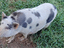 Immagine 4