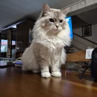 Siberiano per Monta - Ipoallergenico