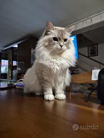 Siberiano per Monta - Ipoallergenico