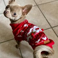 Chihuahua per accoppiamento