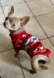 Chihuahua per accoppiamento