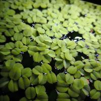 Salvinia Natas pianta acquario