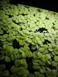 Salvinia Natas pianta acquario