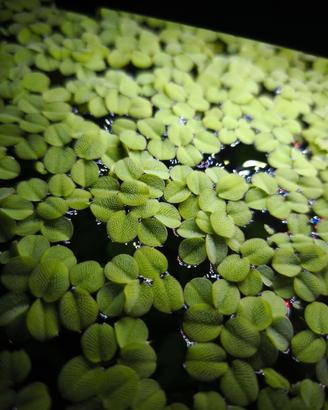 Salvinia Natas pianta acquario