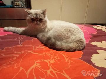 Exotic Shorthair