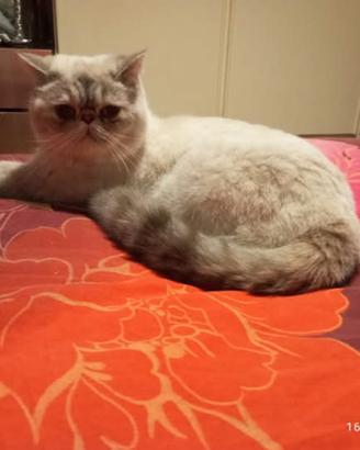 Exotic Shorthair