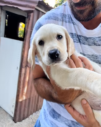 Cucciola di Labrador Pura