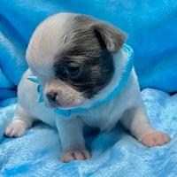 Chihuahua cucciolo Pedigree Enci