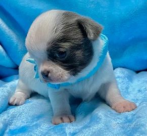 Chihuahua cucciolo Pedigree Enci