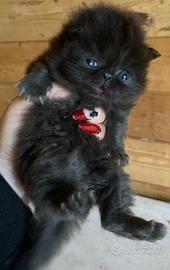 Gattino persiano MASCHIO