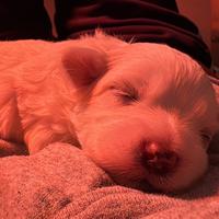 Cuccioli da mamma maltese e papà maltipoo