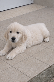 Cuccioli di Golden retriever