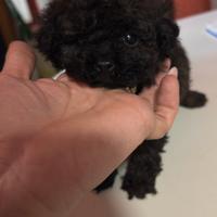 Barboncina min toy nera 2 mesi