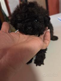 Barboncina min toy nera 2 mesi