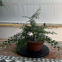 Prebonsai