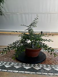 Prebonsai