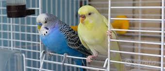 Coppia cocorite giovani tranquilli docili top