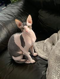 Gatto Donskoy Sphynx