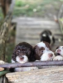 cuccioli lagotto springer spaniel