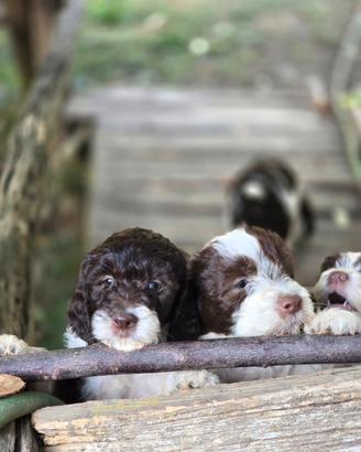 cuccioli lagotto springer spaniel