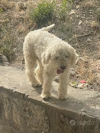 Lagotto tartufo