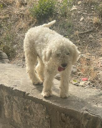 Lagotto tartufo