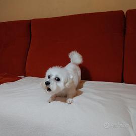 Maltese mini toy