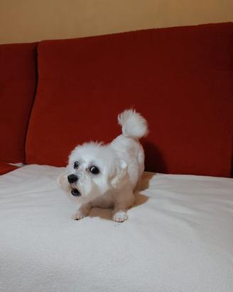 Maltese mini toy